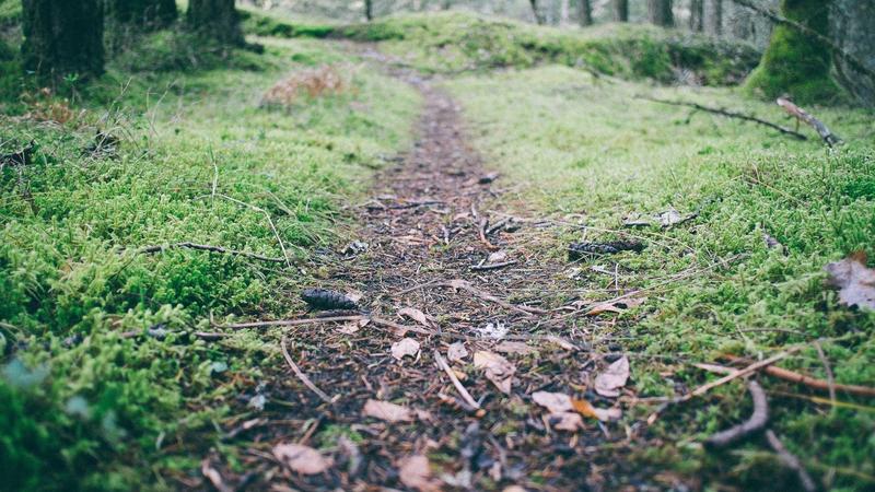 Featured image for Clawdev Net article