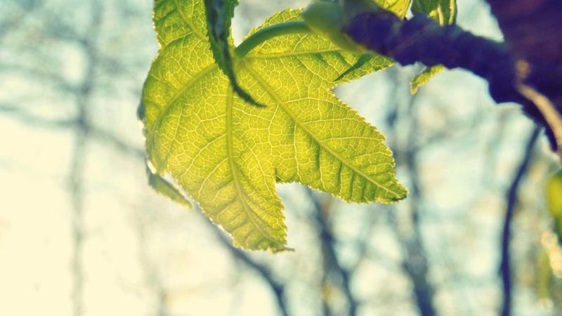 Featured image for Clawdev Net article