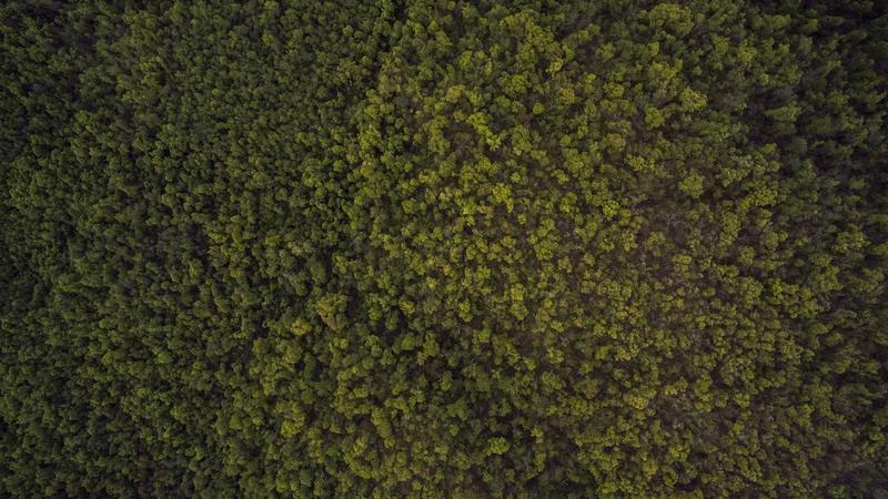 Featured image for Clawdev Net article